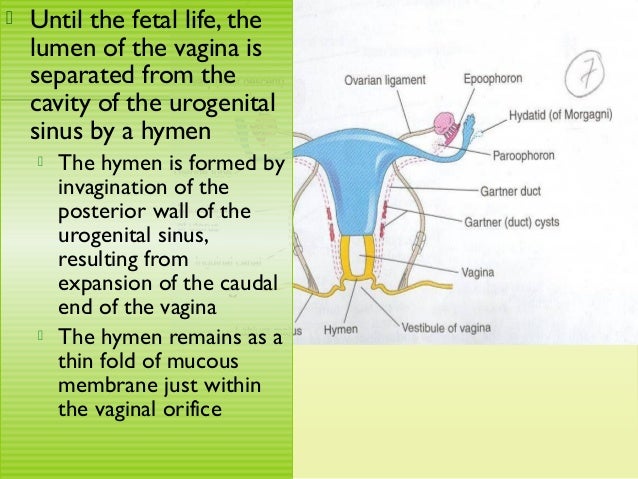 fold of mucos membrane in vagina Strange sex clips